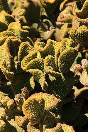 Huntington Gardens