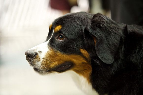 2011 AKC Dog Show, Seattle, WA, USA
