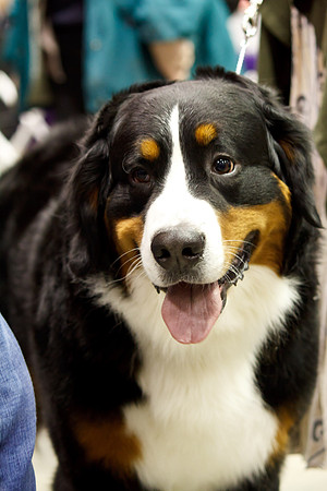 2011 AKC Dog Show, Seattle, WA, USA