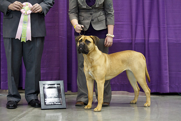 2011 AKC Dog Show, Seattle, WA, USA