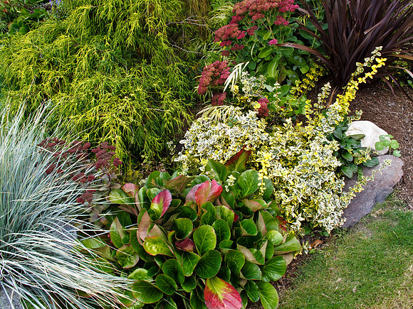 Stacie Crook's Garden