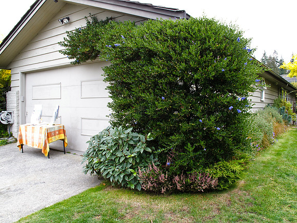 Stacie Crook's Garden