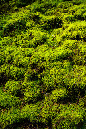 Japanese Gardens