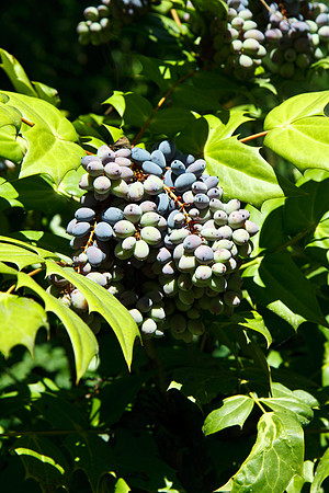 2010 Highline Garden Tour