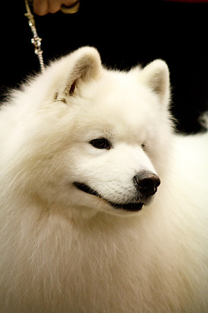 2011 AKC Dog Show, Seattle, WA, USA