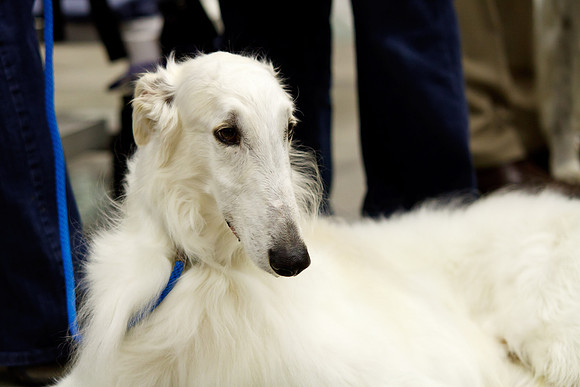 2011 AKC Dog Show, Seattle, WA, USA