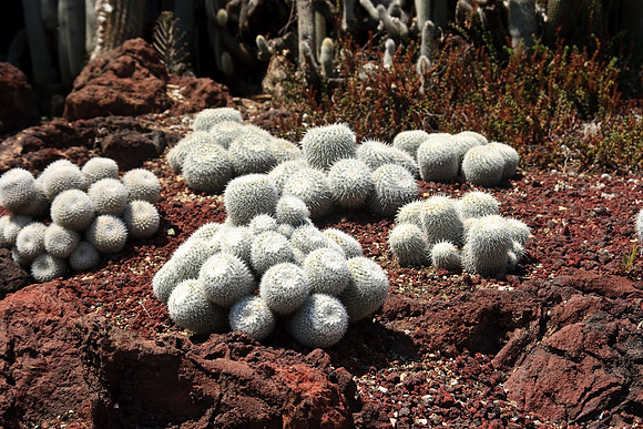 Huntington Gardens
