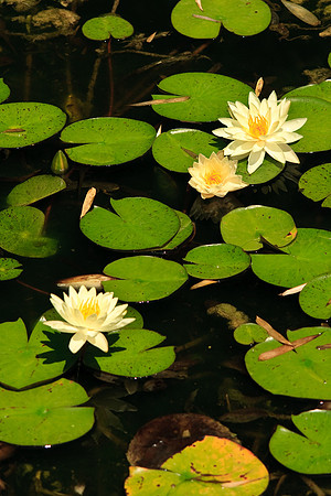 Huntington Gardens