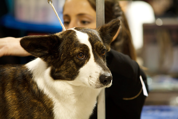 2011 AKC Dog Show, Seattle, WA, USA