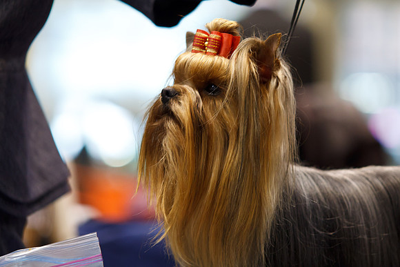 2011 AKC Dog Show, Seattle, WA, USA
