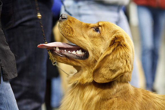 2011 AKC Dog Show, Seattle, WA, USA