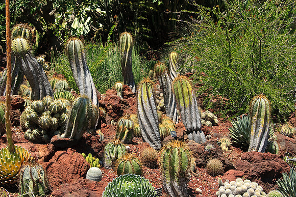 Huntington Gardens