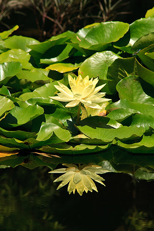 Huntington Gardens