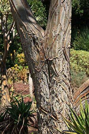 Huntington Gardens