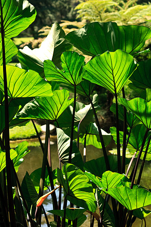 Huntington Gardens