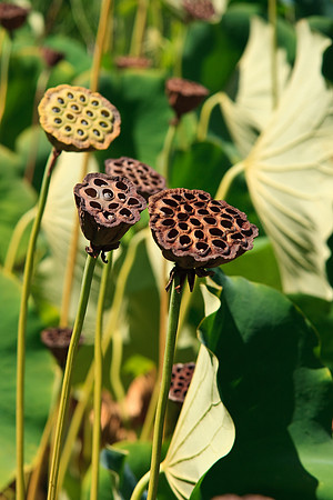 Huntington Gardens