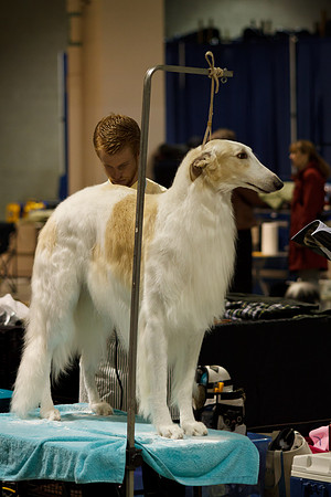 2011 AKC Dog Show, Seattle, WA, USA