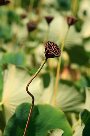 Huntington Gardens