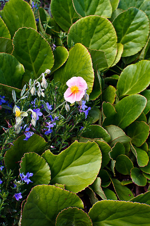 Magnolia Walk