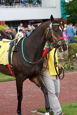 Emerald Downs