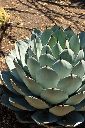 Huntington Gardens