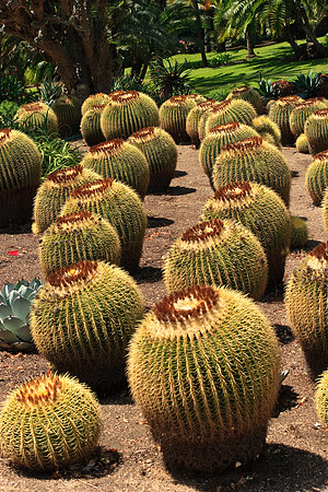 Huntington Gardens