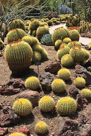 Huntington Gardens