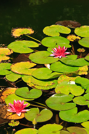 Huntington Gardens