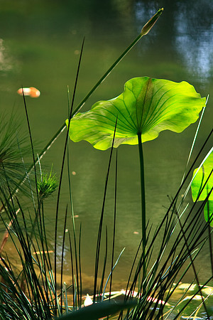 Huntington Gardens