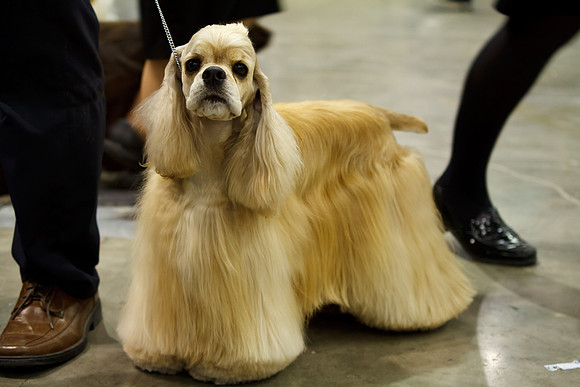 2011 AKC Dog Show, Seattle, WA, USA