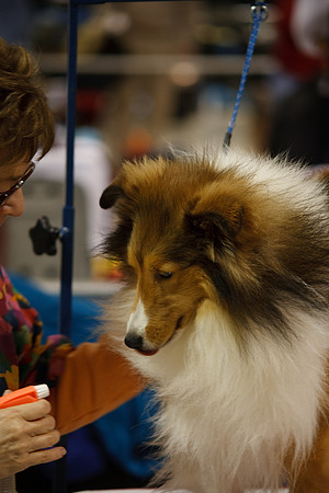 AKC Dog Show - Seattle WA 2009