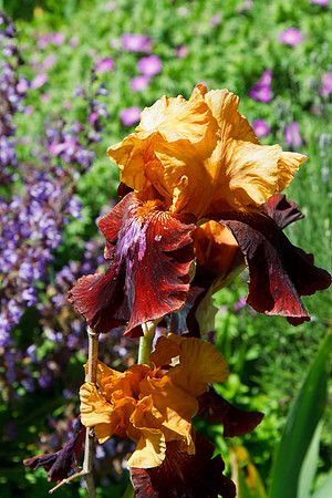 2010 Highline Garden Tour
